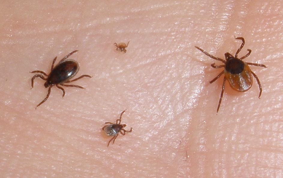 Photo showing all life stages of the sheep tick (Ixodes ricinus); larvae (top), nymph (bottom), adult male tick (left) and adult female tick (right). Credit: Per Eikeset Knudsen