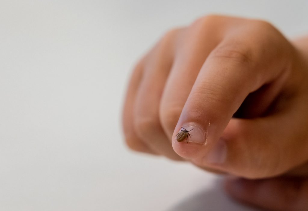 Bilde av flått som kryper på finger. Foto: Flåttsenteret