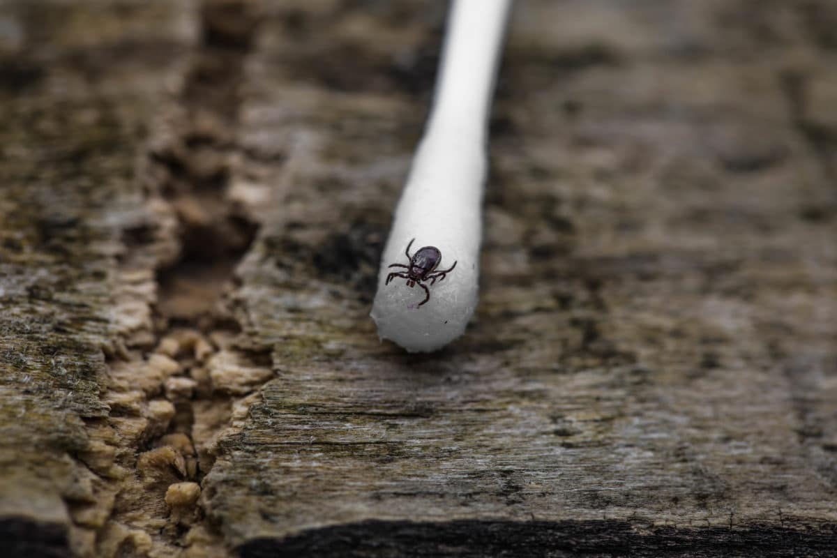 Tick On The Swab, Photo Closeup